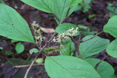 Embelia tsjeriam-cottam